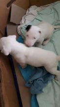 Bull Terrier Puppies