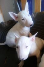 Bull Terrier Puppies