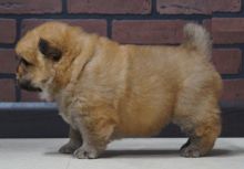 Chow Chow Puppies