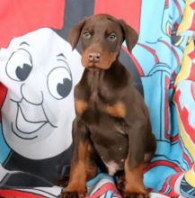 Doberman Pinscher Puppies