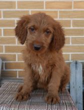 Goldendoodle Puppies