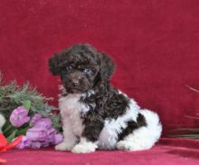 Havanese Puppies