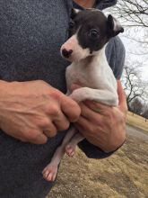 Italian Greyhound Puppies