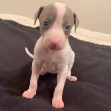 Italian Greyhound Puppies