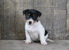 Jack Russell Terrier Puppies