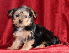 Morkie Puppies