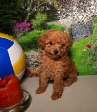 Toy Poodle Puppies