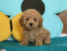 Toy Poodle Puppies