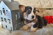 Tricolor Corgi Puppies