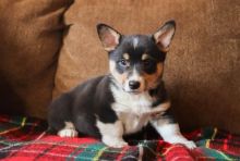 Tricolor Corgi Puppies