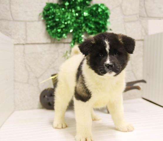 Akita Puppies Image eClassifieds4u