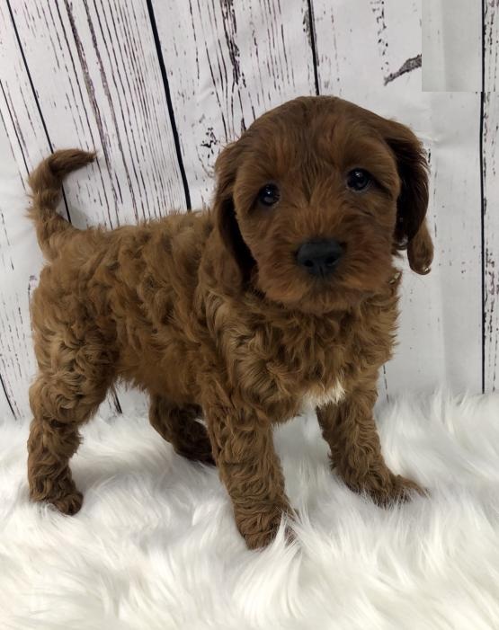 Cavapoo Puppies Image eClassifieds4u
