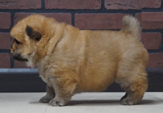 Chow Chow Puppies Image eClassifieds4u