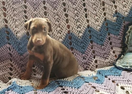 Doberman Pinscher Puppies Image eClassifieds4u