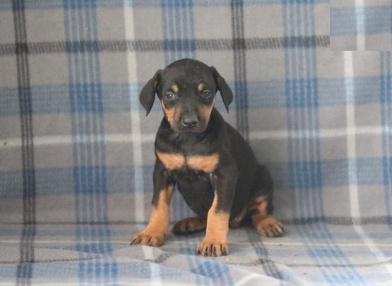 Doberman Pinscher Puppies Image eClassifieds4u