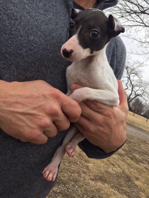 Italian Greyhound Puppies Image eClassifieds4u