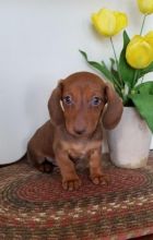 Dachshund Puppies Image eClassifieds4U