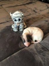 Italian Greyhound Puppies Image eClassifieds4U