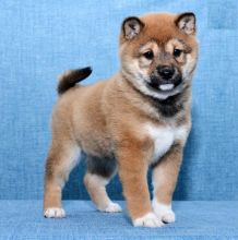 Shiba Inu Puppies Image eClassifieds4U