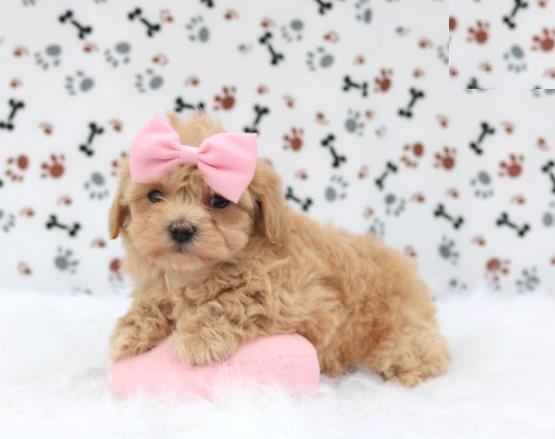 Maltipoo Puppies Image eClassifieds4u