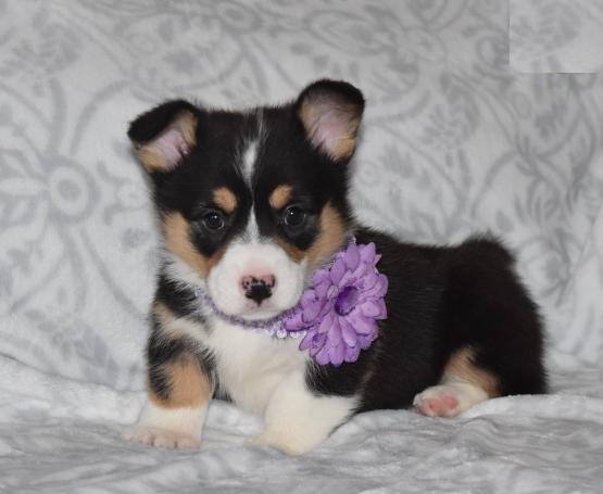 Tricolor Corgi Puppies Image eClassifieds4u