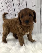 Cavapoo Puppies