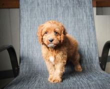 Cavapoo Puppies