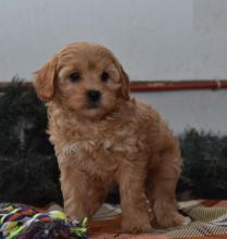 Cavapoo Puppies