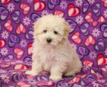 Maltipoo Puppies