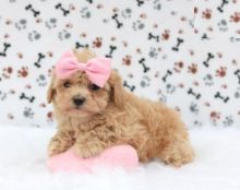 Maltipoo Puppies