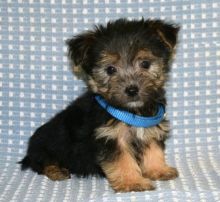 Morkie Puppies