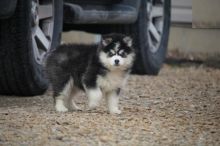 Pomsky Puppies