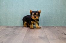 Registered Yorkie Pups