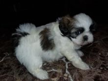 Shih Tzu Puppies