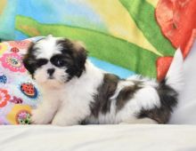 Shih Tzu Puppies