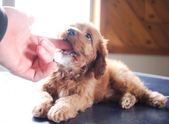 Cavapoo Puppies Image eClassifieds4u