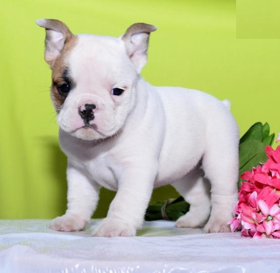 English Bulldog Puppies Image eClassifieds4u