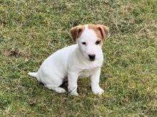 Jack Russell Terrier Puppies Image eClassifieds4U
