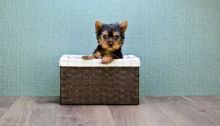Teacup Yorkie Puppies Image eClassifieds4U