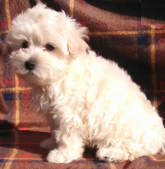 Maltipoo Puppies Image eClassifieds4u