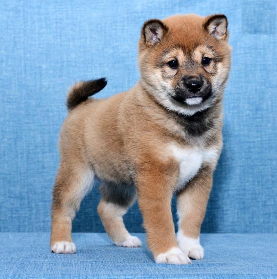 Shiba Inu Puppies Image eClassifieds4u