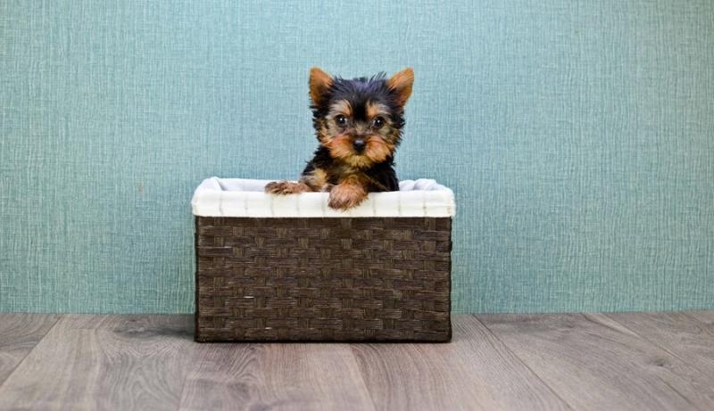 Teacup Yorkie Puppies Image eClassifieds4u