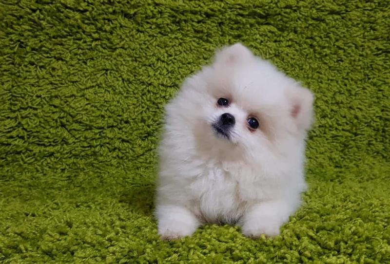 C.K.C MALE AND FEMALE POMERANIAN PUPPIES AVAILABLE Image eClassifieds4u