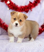 C.K.C MALE AND FEMALE PEMBROKE WELSH CORGI PUPPIES AVAILABLE \