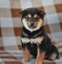 C.K.C MALE AND FEMALE SHIBA INU PUPPIES AVAILABLE