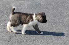 Akita Puppies