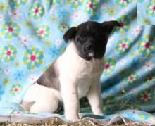 Akita Puppies