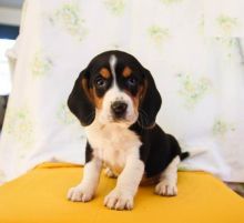 Beagle Puppies