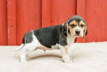 Beagle Puppies