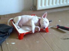 Bull Terrier Puppies